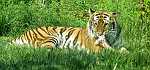 Amur Tiger - Sedgwick County Zoo
