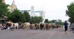 longhorn cattle drive - Prairiesta