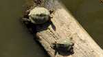Turtles in the Cottonwood RIver - Kansas