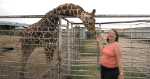 giraffe at Hedrick's Exotic Animal Farm