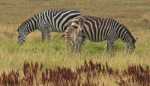 zebras - Hedrick's Exotic Animal Farm