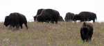 Buffalo - Maxwell Wildlife Refuge
