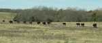 Cattle along US Highway 160