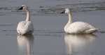 Tundra Swans - Quivira National Wildlife Refuge