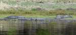 alligators - Myakka River State Park.