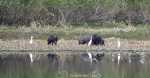 wild pigs - Myakka River State Park