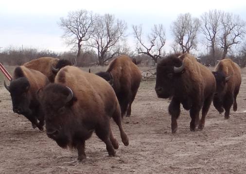 Indian Creek Bison Ranch - Haven, Kansas