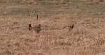 greater prairie chicken - Wetlands Education Center