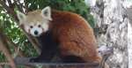 red panda - Sunset Zoo in Manhattan, Kansas