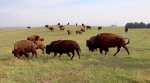 American Bison - Maxwell Wildlife Refuge, Kansas