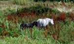 Connemara ponies - Standun, Ireland