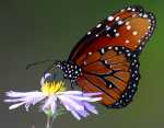 Queen Butterfly, Florida Everglades