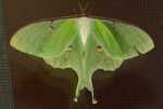 Giant Silkworm Moth - Lenexa, Kansas