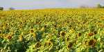 Grinter's Sunflower Farm - Lawrence, Kansas