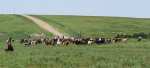 Great Western Cattle Drive - Goodland, Kansas