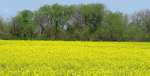 canola field in Kansas