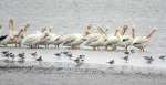 white pelicans - Quivira National Wildlife Refuge