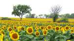 Lyndon Leaders 4H Sunflowers - Scranton, Kansas
