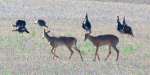 Deer and turkeys - Sherman County, Kansas