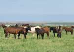 Wild Horses in Wallace, Kansas