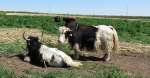 Bow Creek Ranch Yaks - Lenora, Kansas