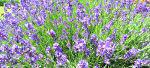 Prairie Lavender Farm - Bennington, Kansas