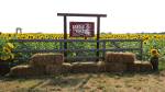 Kansas Maze Sunflower Festival - Buhler, Kansas