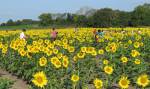 Grinter's Sunflower Field - Lawrence, Kansas