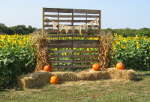 Lewis Farms - Edgerton, Kansas