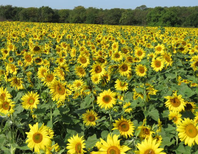 Sunflowers at Gieringers Family Orchard and Berry Farm in Edgerton