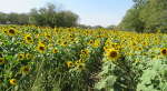 Munchkins Pumpkin Patch - Alma. Kansas