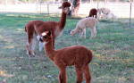 Ad Astra Alpacas - Baldwicn City, Kansas