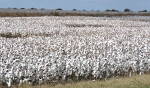 Cotton field - Arkansas City, Kansas