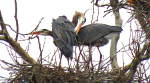 Great Blue Herons - Mill Creek in Lenexa, Kansas