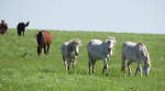 Wild Horses - Cassoday, Kansas