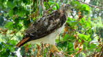 Red tailed hawk - Lake Shawnee in Topeka, Kansas