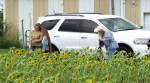 Sunflower Field - Baxter Springs, Kansas