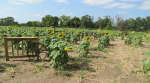 A and H Farm - Manhattan, Kansas