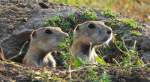 Home Depot Prairie Dog Town - Hutchinson, Kansas