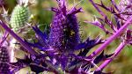 Leavenworth's eryngo (Eryngium leavenworthii)