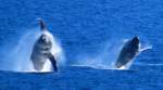 Humpback Whales - Maui, Hawaii