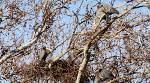 Great Blue Herons - Lenexa, Kansas