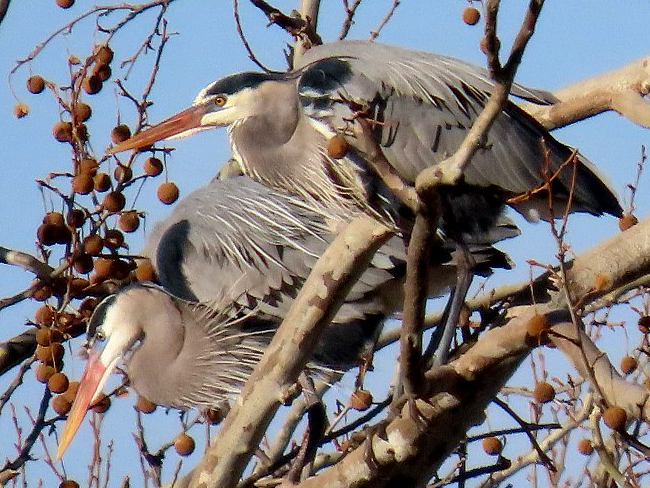 Great Blue Herons - Lenexa, Kansas