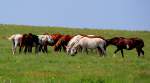 Wild Horses - Cassoday, Kansas