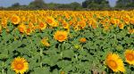 Hunsinger Sunflower Patch - Lawrence, Kansas