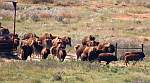 Bison Stampede - Big Basin Prairie Preserve Wildlife Area