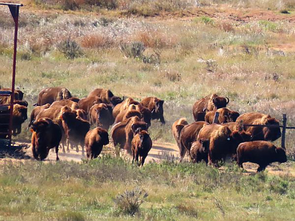Bison Stampede - Big Basin Prairie Preserve Wildlife Area