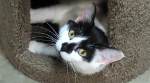 Second Cup Cat Cafe - Shawnee, Kansas