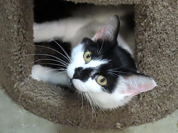 Second Cup Cat Cafe - Shawnee, Kansas