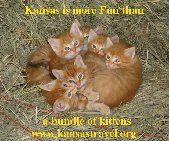 Kansas Kittens